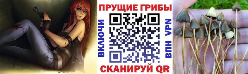 ссылка на мегу зеркало  Долгопрудный  Галлюциногенные грибы мицелий 